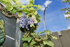 65 Chr. Huygens 25 Tuin 01r