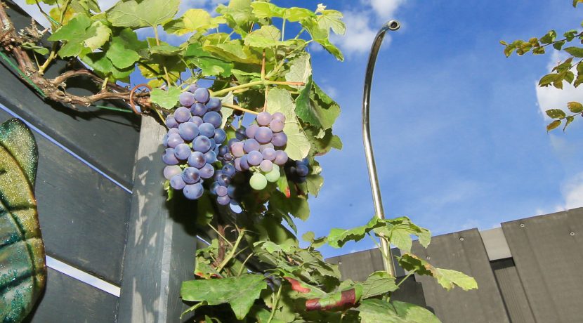 65 Chr. Huygens 25 Tuin 01r